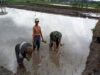 Dukung Ketahanan Pangan, Babinsa Koramil Sanankulon Bantu Menanam Padi Di Sawah Warga Binaannya