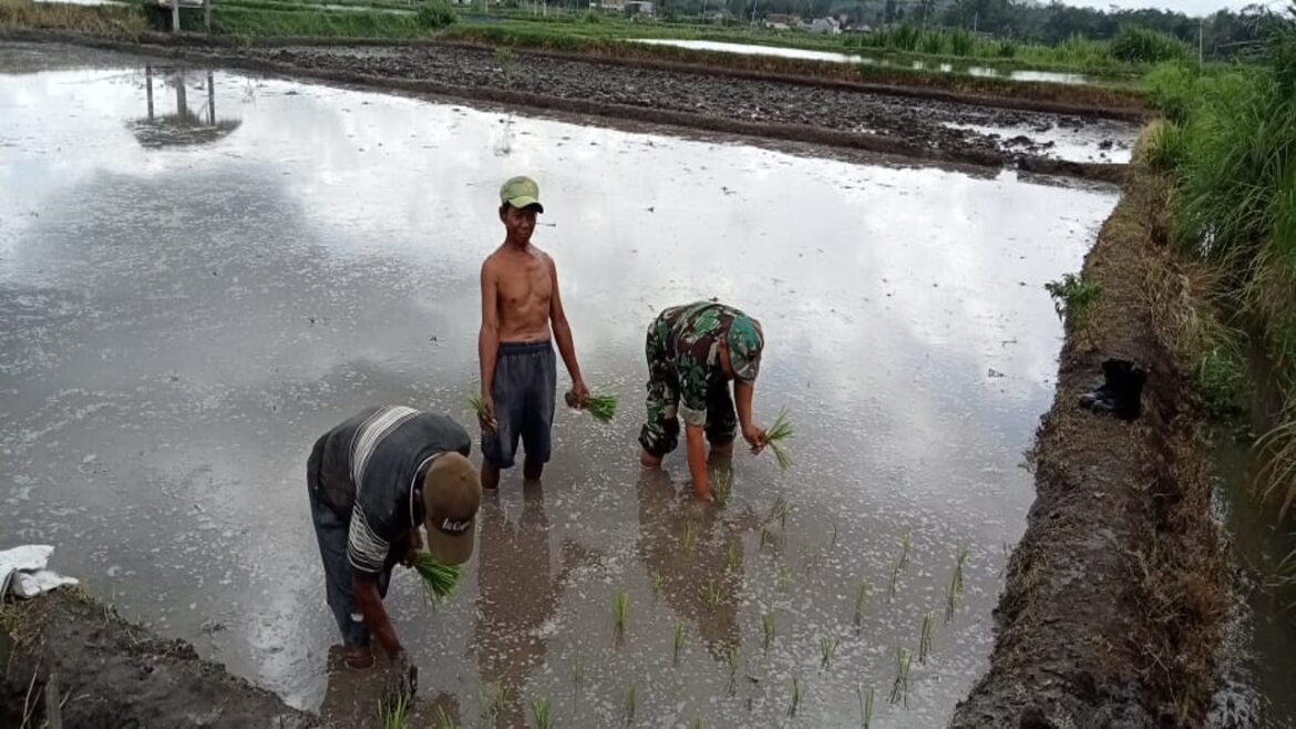 Dukung Ketahanan Pangan, Babinsa Koramil Sanankulon Bantu Menanam Padi Di Sawah Warga Binaannya