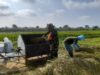 Sukseskan Ketahanan Pangan, Babinsa Koramil 0808/22 Wonodadi Turun Ke Sawah