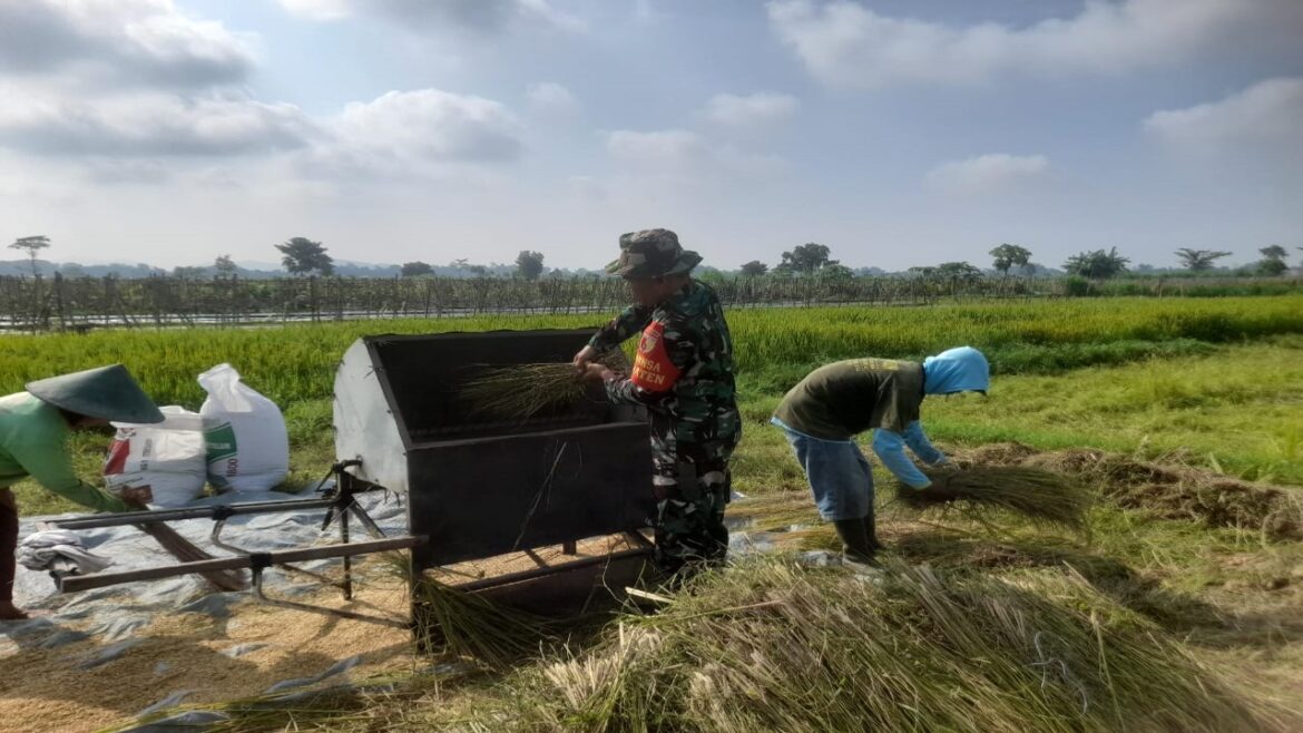 Sukseskan Ketahanan Pangan, Babinsa Koramil 0808/22 Wonodadi Turun Ke Sawah