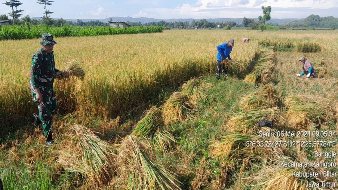 Selalu Hadir Di Tengah Masyarakat, Serda Suhartono Bantu Memanen Padi Warga Binaannya