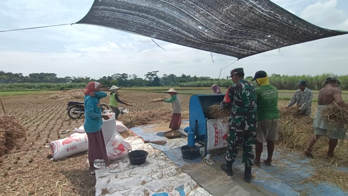 Tanam Padi Berhasil, Serka Sadino Bantu Panen Padi Petani Desa Tunjung