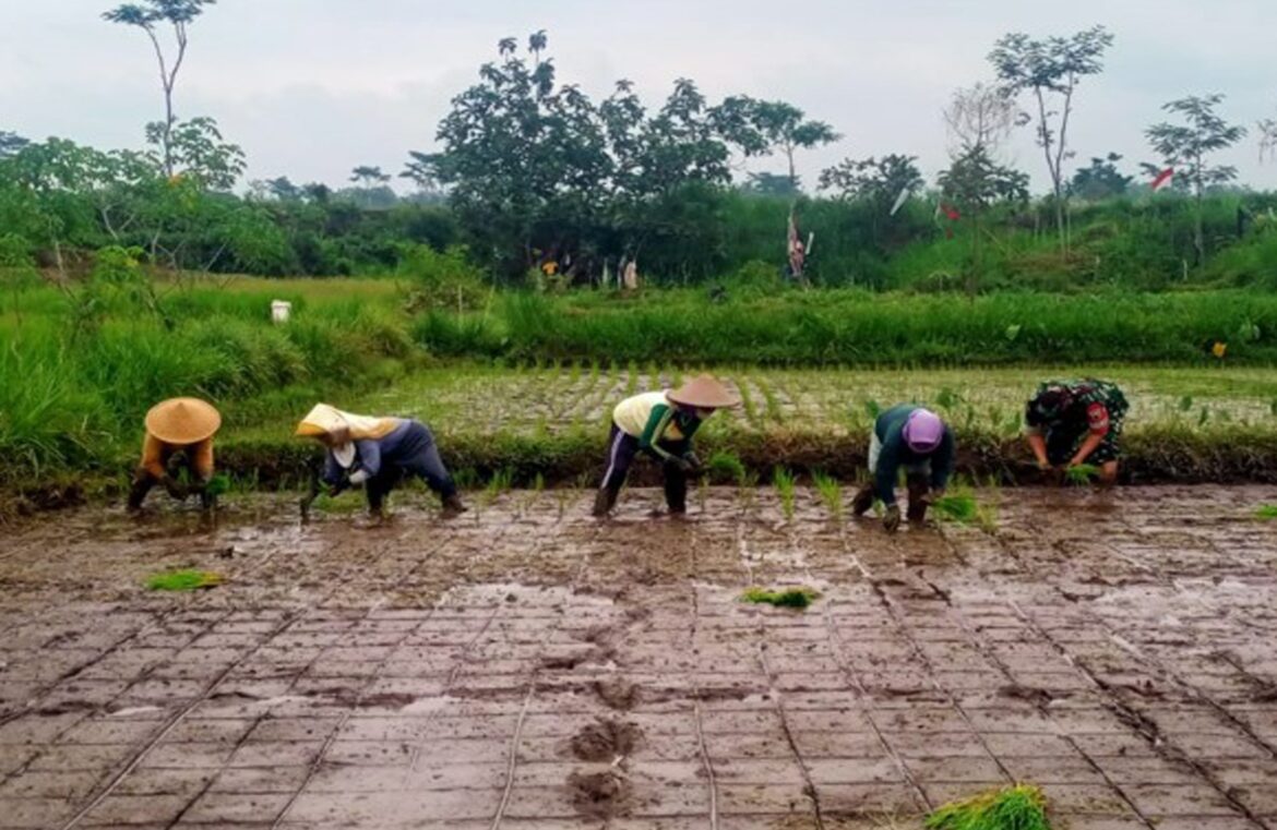 Dukung Program Hanpangan, Serda Nur Hatib Bersinergi Dengan Kelompok Tani