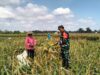 Dukung Ketahanan Pangan, Serka Sujarwo Bantu Panen Jagung Warga Desa Modangan