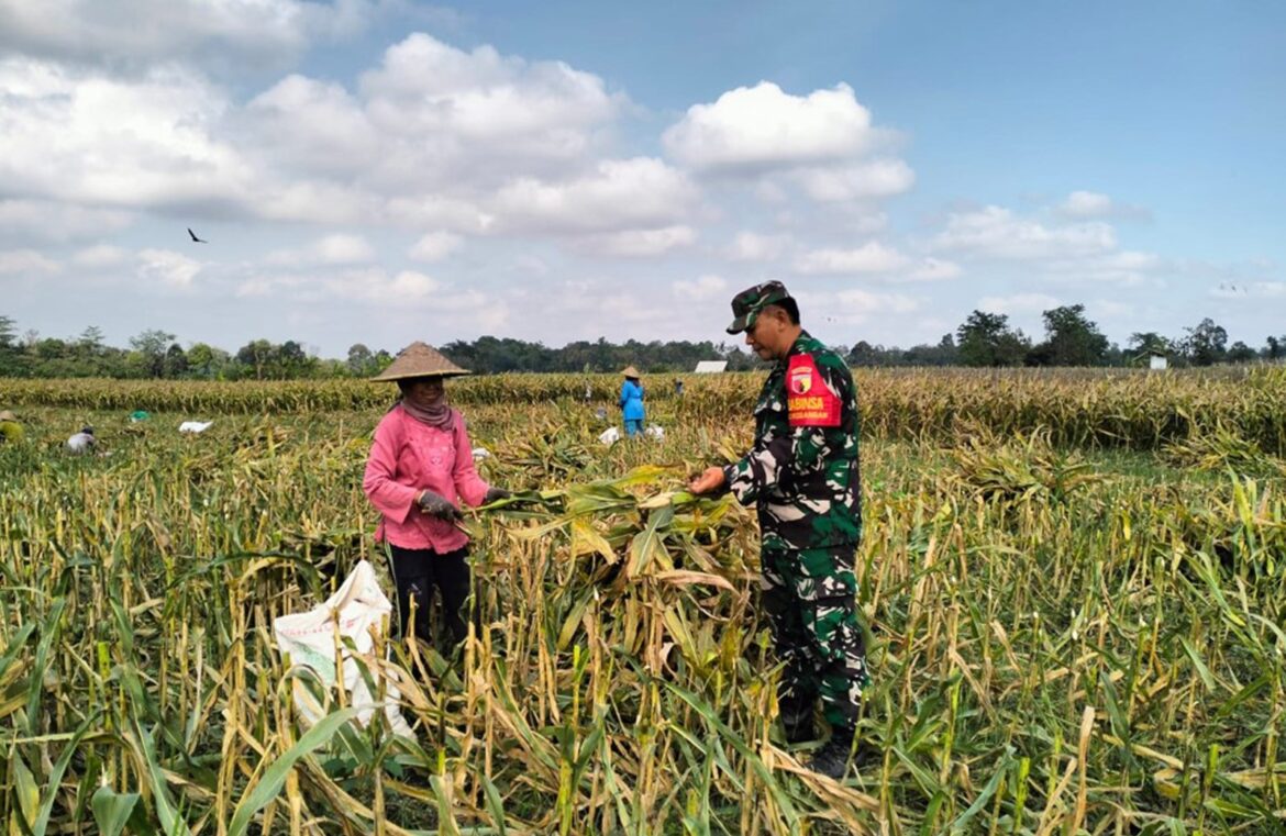 Dukung Ketahanan Pangan, Serka Sujarwo Bantu Panen Jagung Warga Desa Modangan