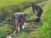 Selalu Dekat Dengan Warganya, Babinsa Desa Selopuro Tingkatkan Hasil Panen Petani