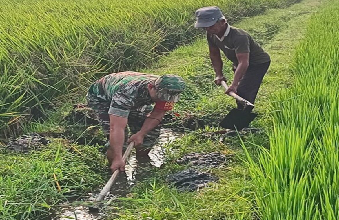 Selalu Dekat Dengan Warganya, Babinsa Desa Selopuro Tingkatkan Hasil Panen Petani