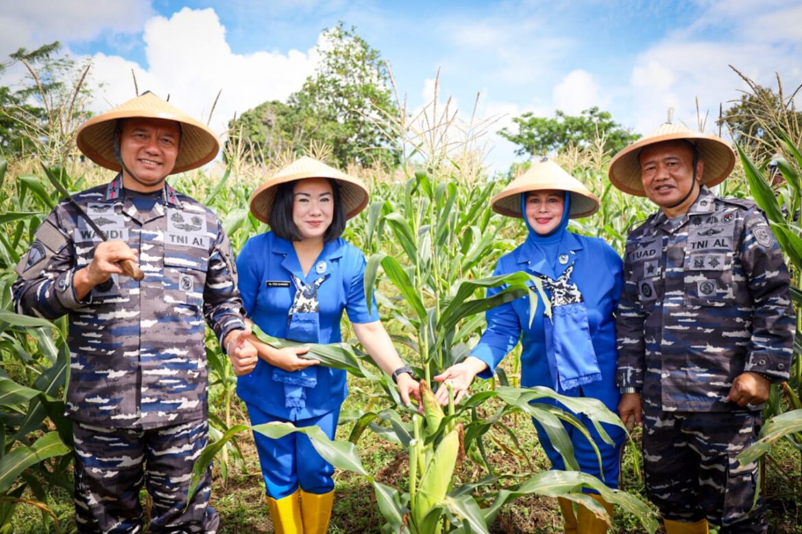 LANTAMAL IX AMBON BERHASIL PANEN RAYA JAGUNG DAN PARE GUNA DUKUNG KETAHANAN PANGAN NASIONAL