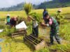 Babinsa Desa Krisik Bantu Petani Dalam Panen Padi Untuk Mendukung Ketahanan Pangan