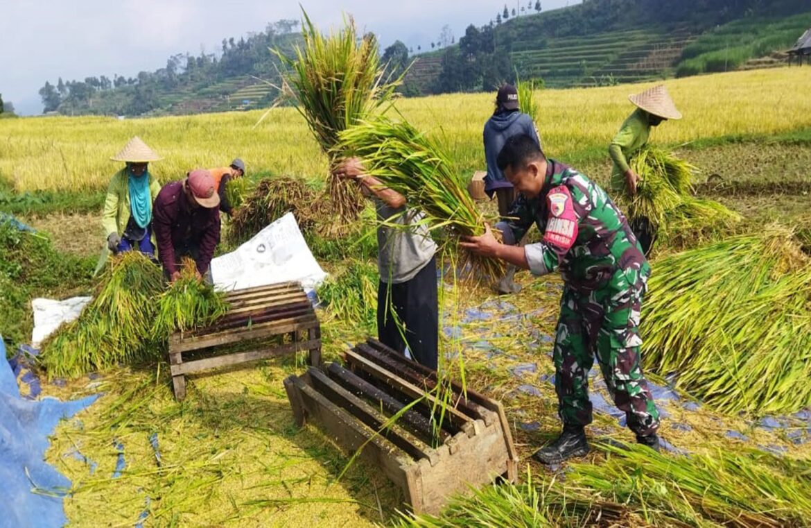 Babinsa Desa Krisik Bantu Petani Dalam Panen Padi Untuk Mendukung Ketahanan Pangan