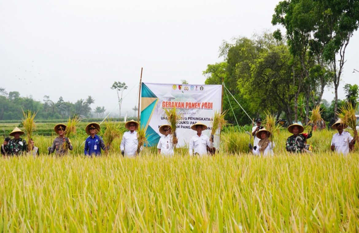 Panen Raya Padi, Dandim 0808 Dan Kadistan Kabupaten Blitar Dampingi Dirjen Perlindungan Tanaman Kementan RI Di Desa Soso