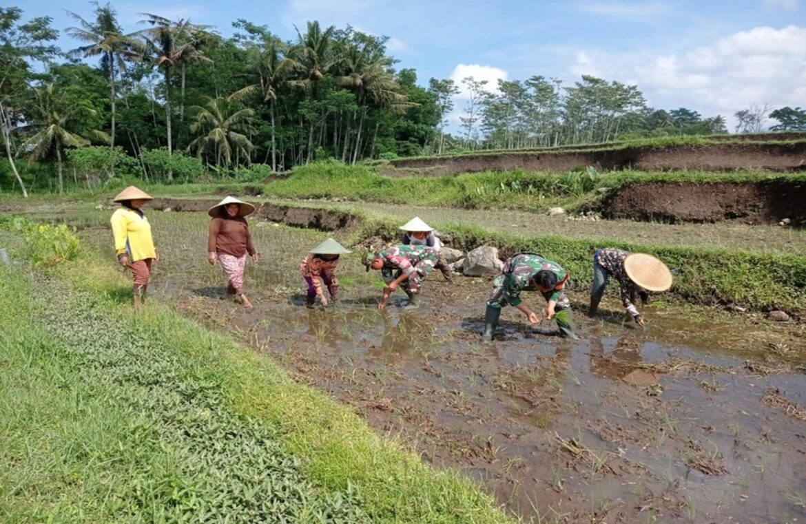 Babinsa Koramil Gandusari Bantu Poktan Barokah Tanam Padi