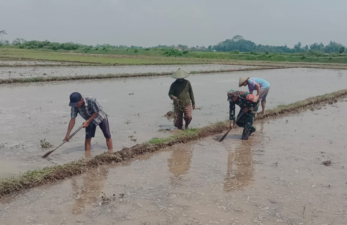 Babinsa Sertu Edi Siswanto Bantu Dan Semangati Petani, Mengolah Lahan Tanam Padi Di Desa Kaligrenjeng