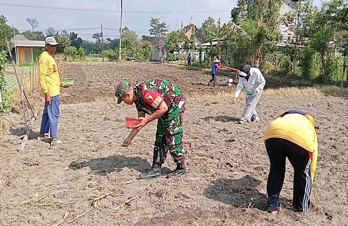 Jaga Ketahanan Pangan, Babinsa Tanggung Bantu Petani Tanam Jagung Hibrida